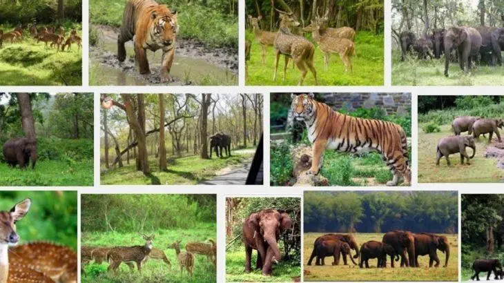 Wildlife Of Uttarakhand